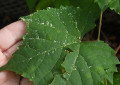 Phyllocnistis vitifoliella