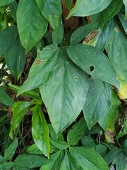 Syngonium