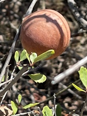 Andricus quercuscalifornicus