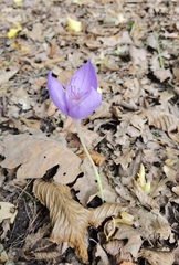 Crocus banaticus