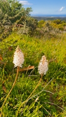 Bulbinella cauda-felis