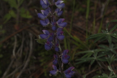 Lupinus mexicanus
