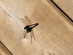 Sympetrum vicinum
