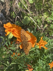 Boloria bellona
