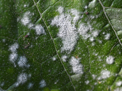 Golovinomyces cichoracearum