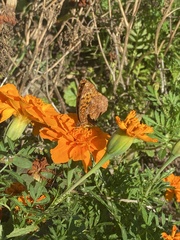 Boloria bellona