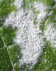 Golovinomyces cichoracearum