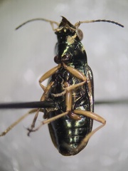 Bembidion confusum
