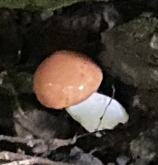 Suillus weaverae