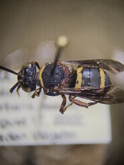 Epeolus bifasciatus
