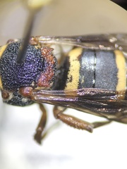 Epeolus bifasciatus