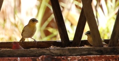 Ploceus