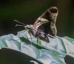 Oechydrus chersis