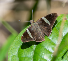 Oechydrus chersis