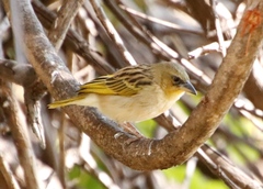 Ploceus