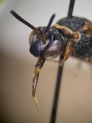 Epeolus bifasciatus