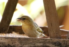 Ploceus