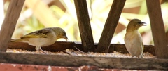Ploceus