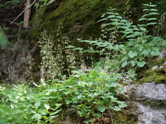 Heuchera micrantha diversifolia