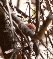 Lagonosticta senegala rendalli