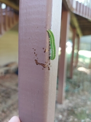 Panopoda