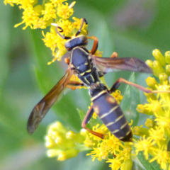 Polistes fuscatus