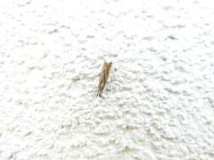 Chrysoteuchia culmella