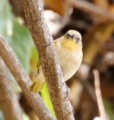 Ploceus