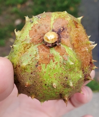 Aesculus hippocastanum