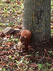 Sciurus vulgaris