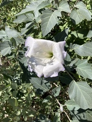 Datura