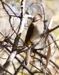 Pycnonotus barbatus tricolor