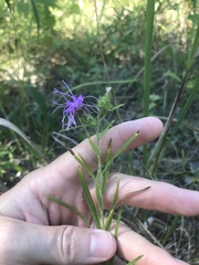 Liatris hirsuta