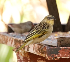 Ploceus