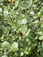 Betula pumila
