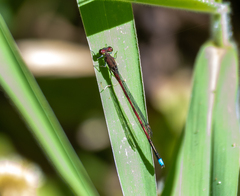 Oxyagrion terminale