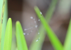 Bittacomorpha clavipes