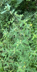 Sida rhombifolia