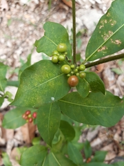 Rauvolfia tetraphylla