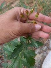 Jacobaea grandidentata
