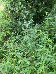 Sida rhombifolia