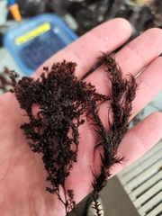 Odonthalia floccosa