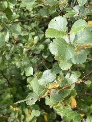 Betula pumila