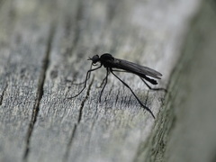 Penthetria heteroptera