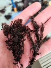 Odonthalia floccosa