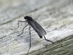Penthetria heteroptera