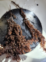 Odonthalia floccosa