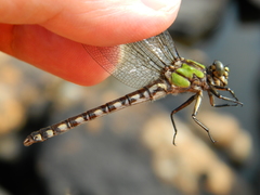 Ophiogomphus colubrinus