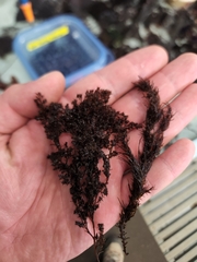 Odonthalia floccosa