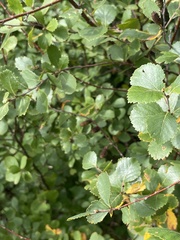 Betula pumila
